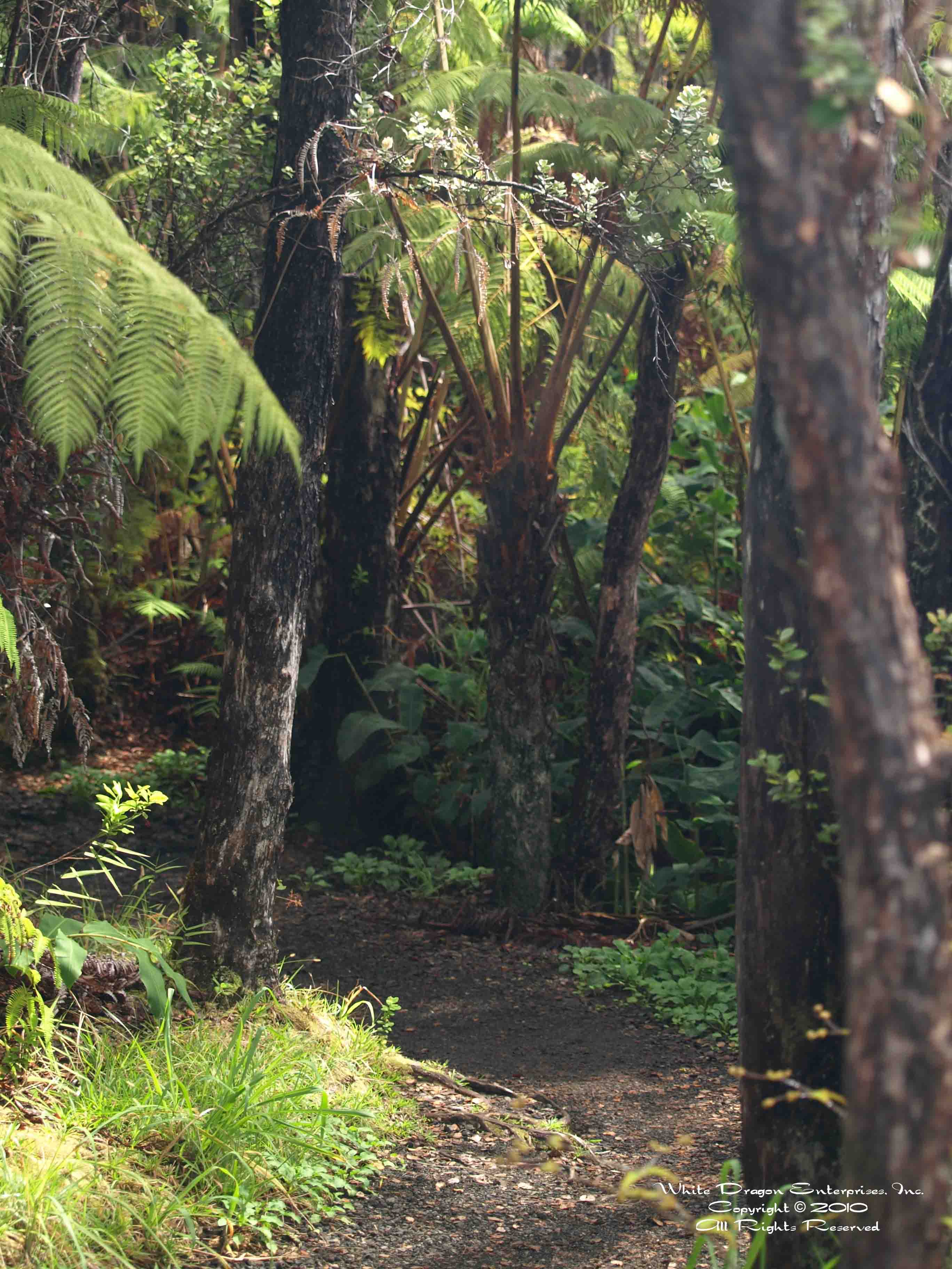 White Dragon Path